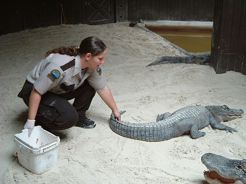 everglades-alligator-cuidadora.jpg