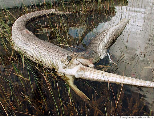 everglades-alligator-piton.jpg