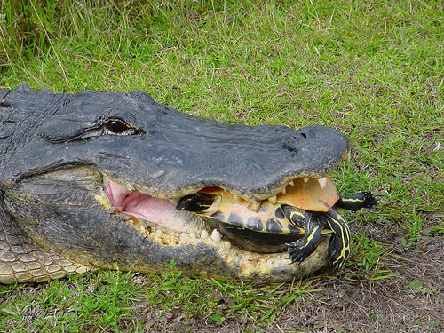 everglades-alligator-tortuga.jpg